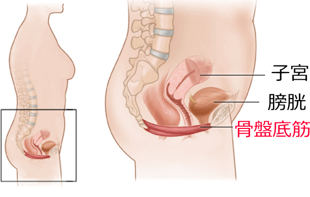 骨盤底筋