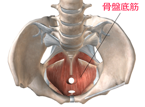 骨盤底筋