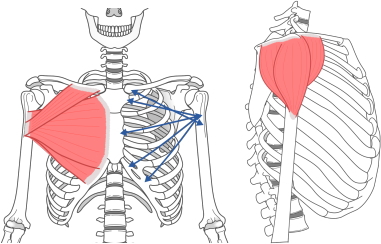 肩のアウターマッスル 肩のアウターマッスル