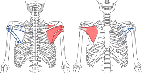 肩のインナーマッスル 肩のインナーマッスル